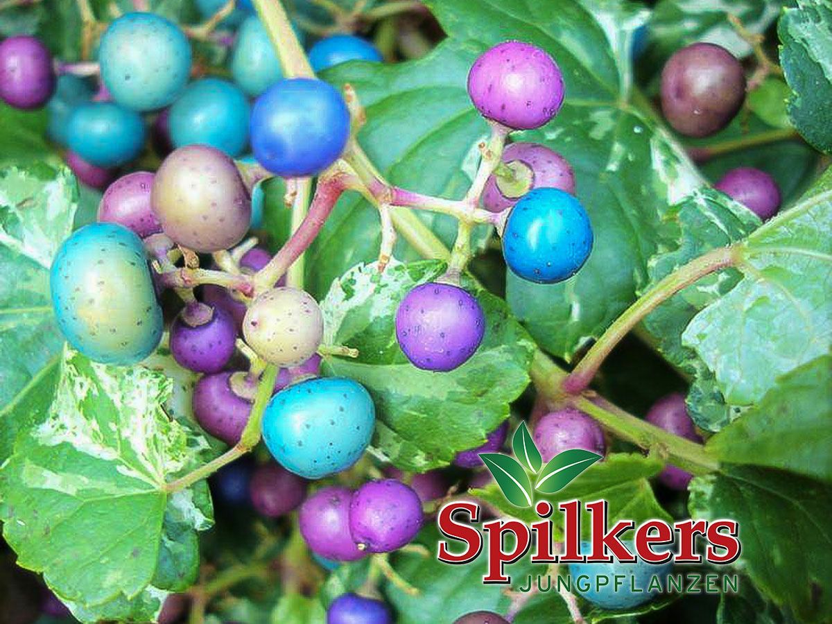 Ampelopsis brevipedunculata 'Elegans' A