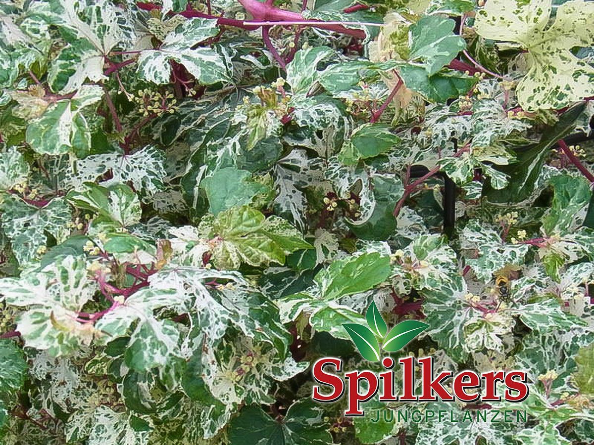 Ampelopsis brevipedunculata 'Elegans' Spilkers Jungpflanzen