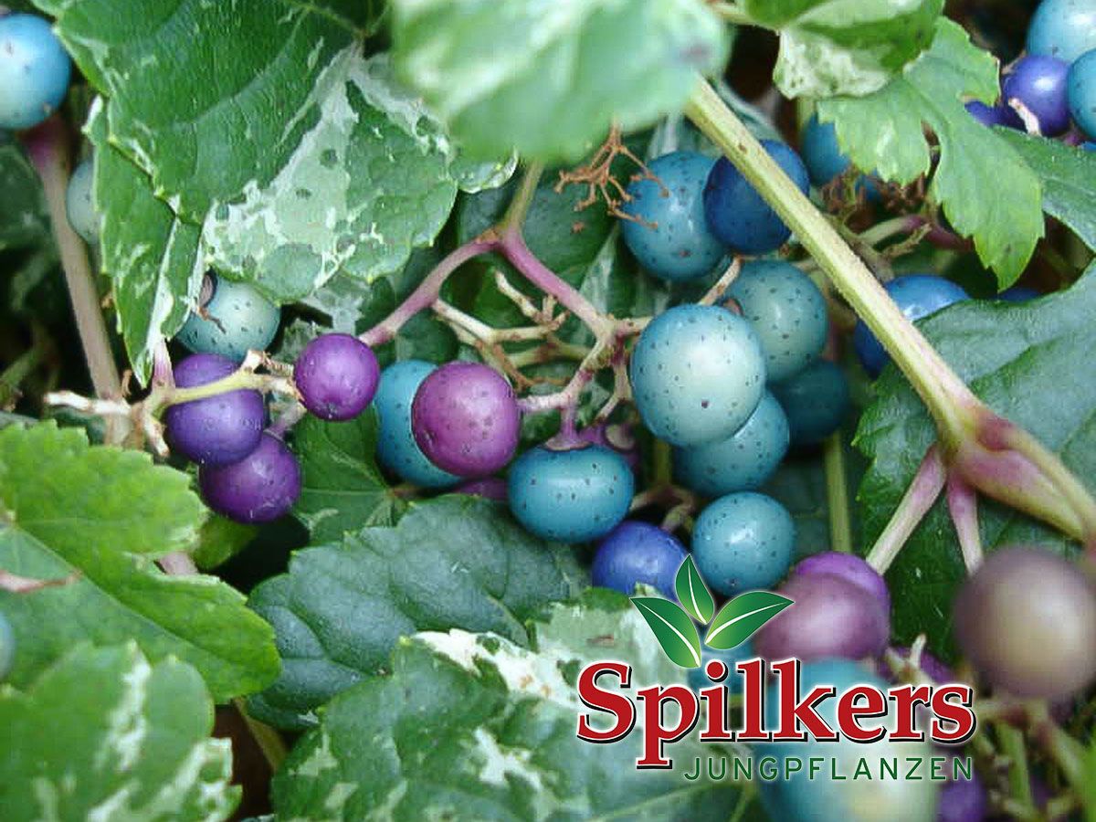 Ampelopsis brevipedunculata 'Elegans' Spilkers Jungpflanzen