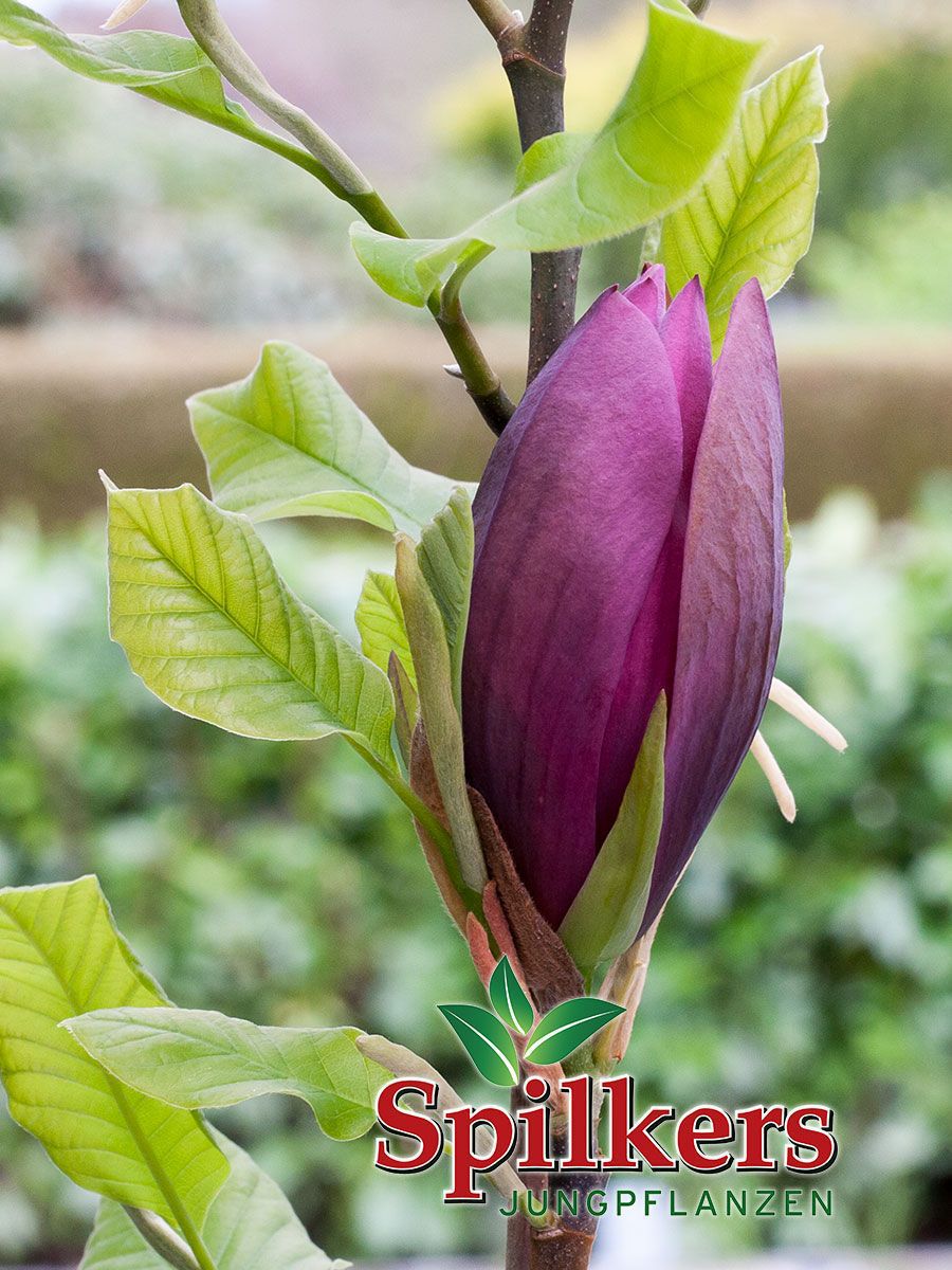 Magnolia 'Black Beauty' :: M, N, O
